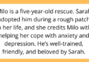AITAH for Kicking Out My Roommate After She Secretly Took My Dog to a “Better” Home?